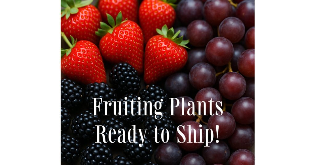 GreenwoodNursery.com Unveils Premium Fruit Collection: Rare Strawberry Varieties, Robust Berries, and Muscadine Vines Ready to Plant Now