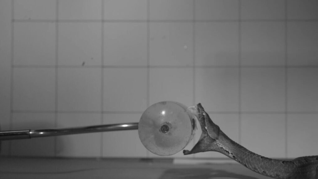 This Is What a Venomous Snake Bite Looks Like at 1,000 Frames per Second