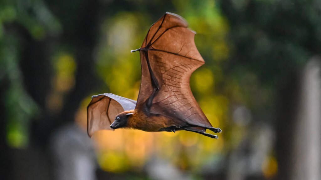 How Tiny Drones Inspired by Bats Could Save Lives in Dark and Stormy Conditions